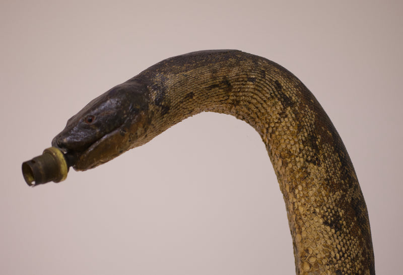 Victorian Twelve Foot Taxidermy African Rock Python Lamp Stand
