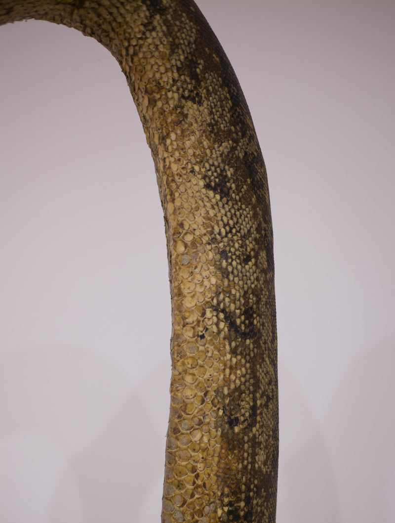 Victorian Twelve Foot Taxidermy African Rock Python Lamp Stand