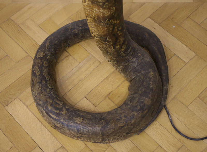 Victorian Twelve Foot Taxidermy African Rock Python Lamp Stand