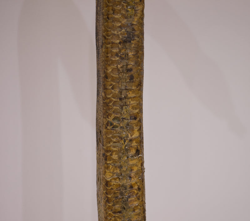 Victorian Twelve Foot Taxidermy African Rock Python Lamp Stand