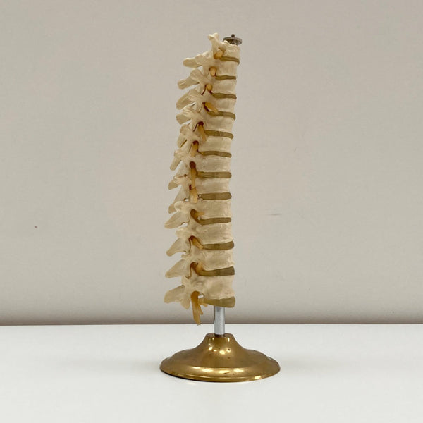 Plastic Anatomical Model of the Thoracic Vertebrae of the Human Spine