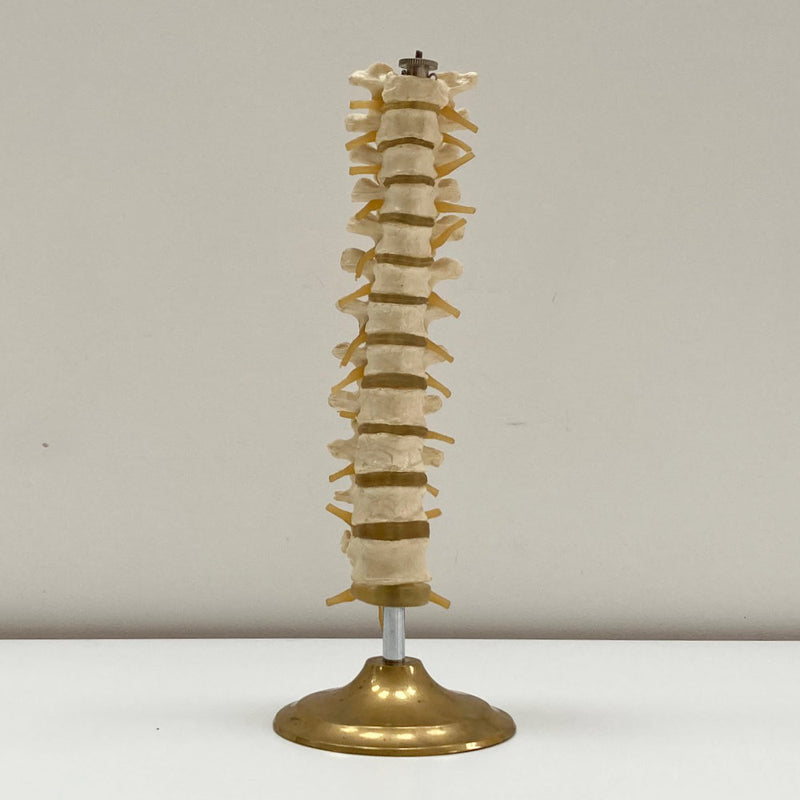 Plastic Anatomical Model of the Thoracic Vertebrae of the Human Spine