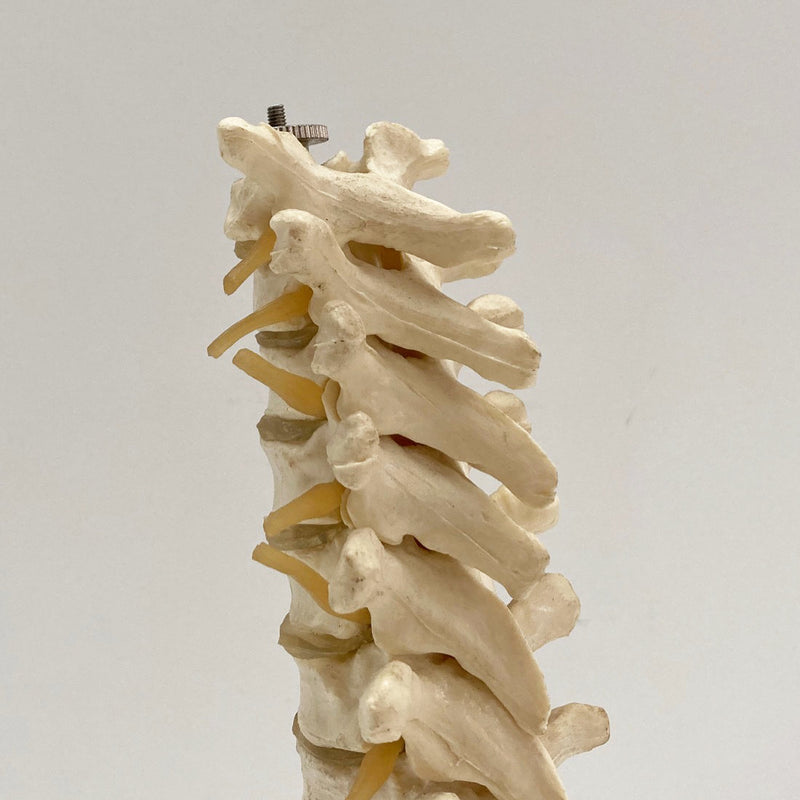 Plastic Anatomical Model of the Thoracic Vertebrae of the Human Spine