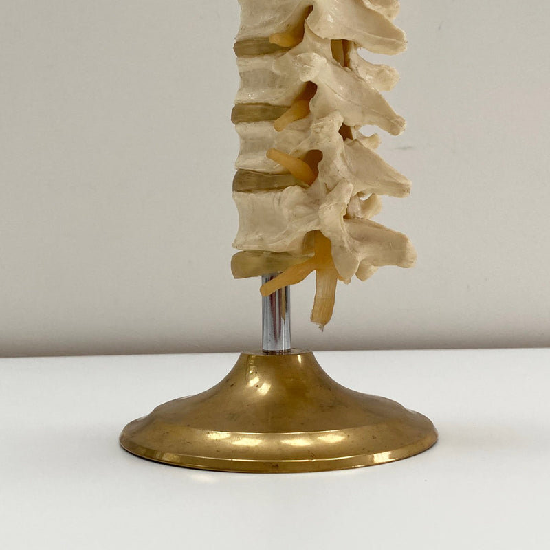 Plastic Anatomical Model of the Thoracic Vertebrae of the Human Spine