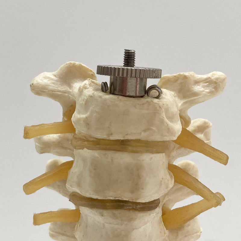 Plastic Anatomical Model of the Thoracic Vertebrae of the Human Spine