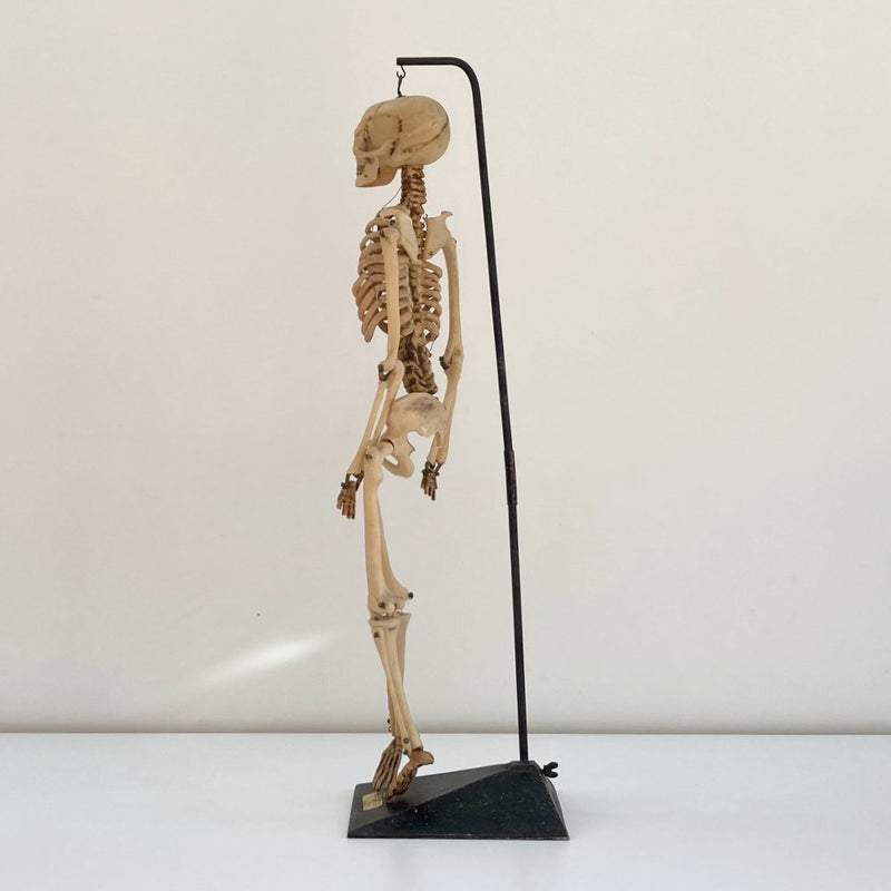 Mid Century Table Top Anatomical Skeleton by The Educational & Scientific Plastics Company