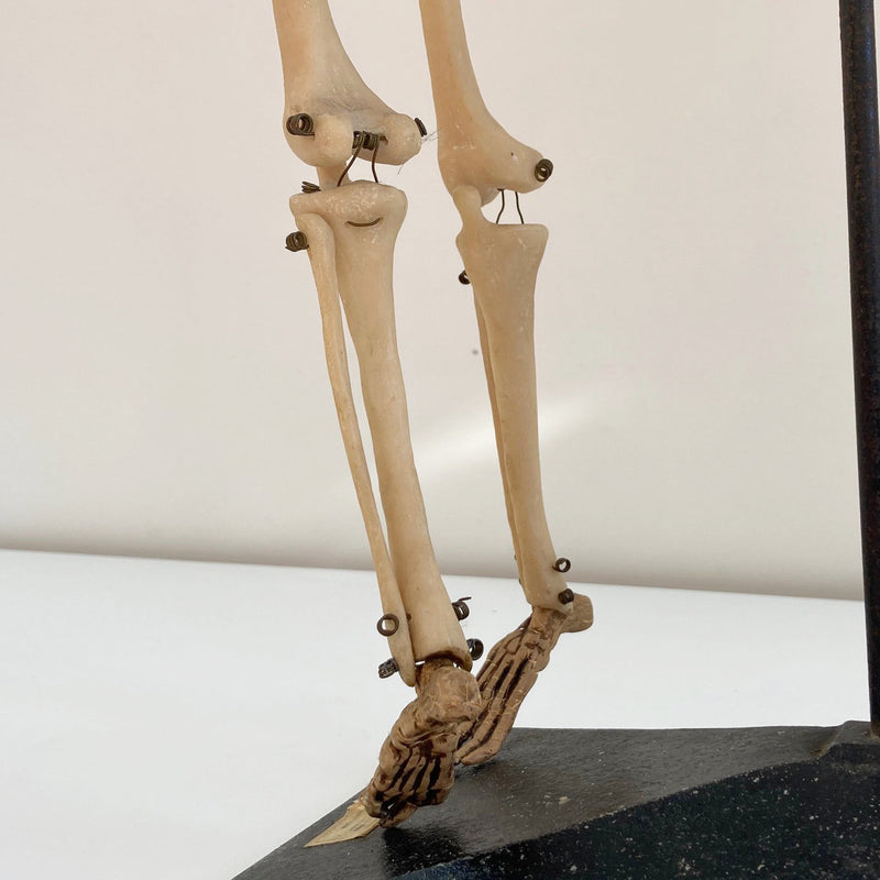 Mid Century Table Top Anatomical Skeleton by The Educational & Scientific Plastics Company