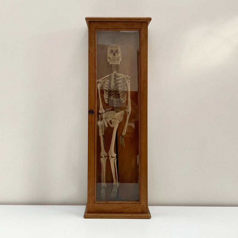 Tabletop Anatomical Skeleton in Case by Educational & Scientific Plastics Ltd