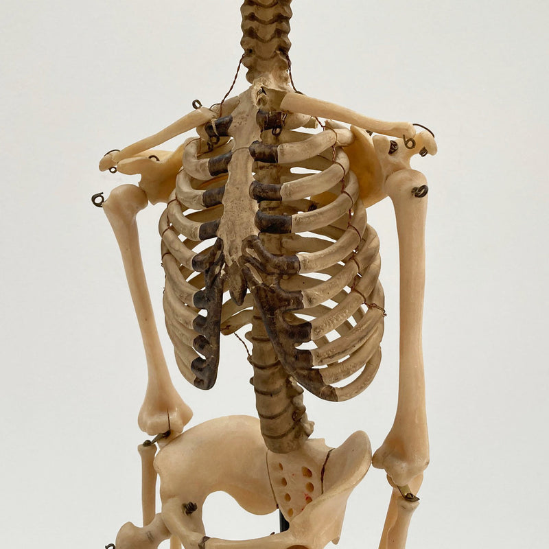 Tabletop Anatomical Skeleton in Case by Educational & Scientific Plastics Ltd