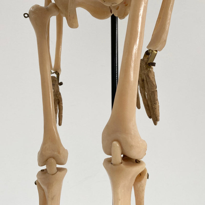 Tabletop Anatomical Skeleton in Case by Educational & Scientific Plastics Ltd