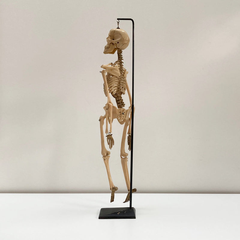 Tabletop Anatomical Skeleton in Case by Educational & Scientific Plastics Ltd